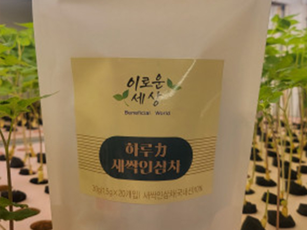 새싹인삼차 티백차