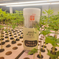 새싹흑삼차 티백차