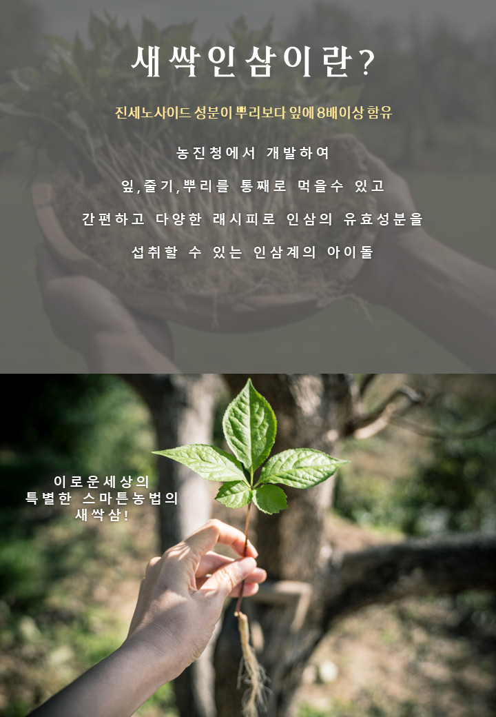 새싹흑삼차 티백차